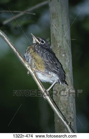 Juvenile American Robin View Large Photo Image Picture - Juvenile American Robin. Fotosearch