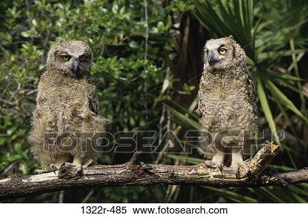 Juvenile Great Horned Owls View Large Photo Image Stock Photography - Juvenile Great Horned Owls. Fotosearch