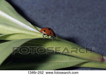 Stock Image - Ladybug. Fotosearch
