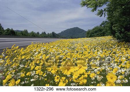 Lance-Leaved Coreopsis View Large Photo Image Stock Photograph - Lance-Leaved Coreopsis. Fotosearch