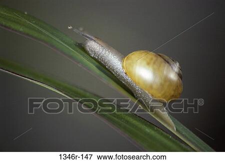 Land Snail View Large Photo Image Stock Photo - Land Snail. Fotosearch