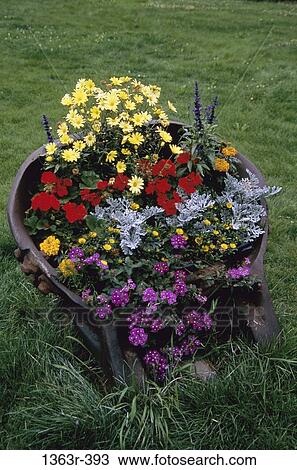 lawn, flowers, flower, nature, floral, arrangement, flower arrangement View Large Photo Image Stock Image - lawn, flowers, flower, nature, floral, arrangement, flower arrangement. Fotosearch