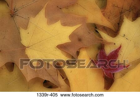 leaves, autumn, nature, pile, fallen, aged View Large Photo Image Stock Photography - leaves, autumn, nature, pile, fallen, aged. Fotosearch
