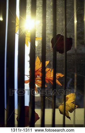 Stock Image - leaves, autumn, sunlight, nature, bars, fallen. Fotosearch