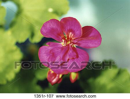 leaves, flower, outdoors, nature, Flowers various View Large Photo Image Stock Photo - leaves, flower, outdoors, nature, Flowers various. Fotosearch