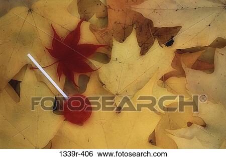 Stock Photograph - leaves, overhead, autumn, candy, nature, fall, endings. Fotosearch