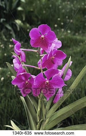 leaves, tropical, flowers, nature, blooming, blossoming View Large Photo Image Stock Photography - leaves, tropical, flowers, nature, blooming, blossoming. Fotosearch