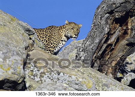 Leopard View Large Photo Image Stock Photograph - Leopard. Fotosearch