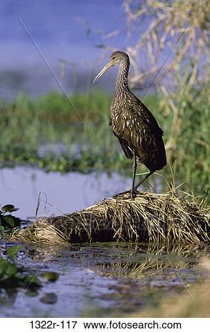 Limpkin View Large Photo Image Stock Photo - Limpkin. Fotosearch