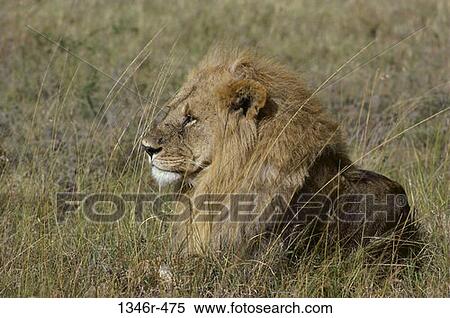 Lion View Large Photo Image Stock Photography - Lion. Fotosearch