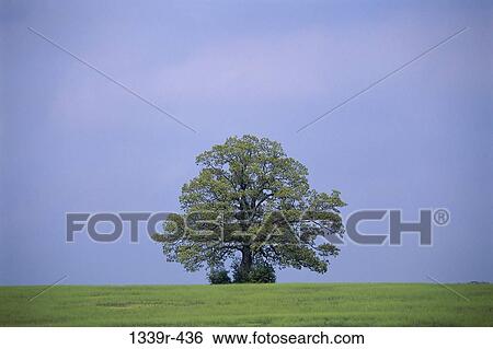 Stock Photograph - Live Oak. Fotosearch