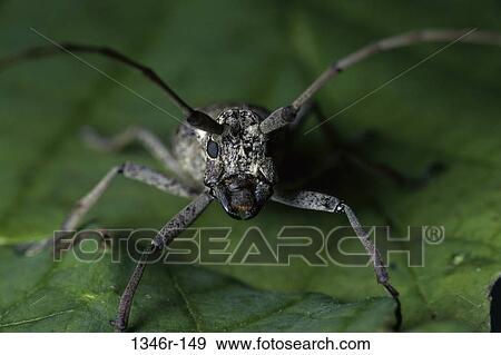 Longhorn Beetle View Large Photo Image Stock Photo - Longhorn Beetle. Fotosearch