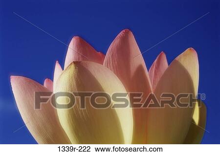 Lotus View Large Photo Image Stock Image - Lotus. Fotosearch