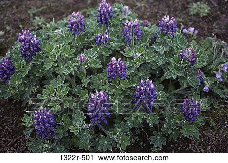 Lupines View Large Photo Image Stock Image - Lupines. Fotosearch