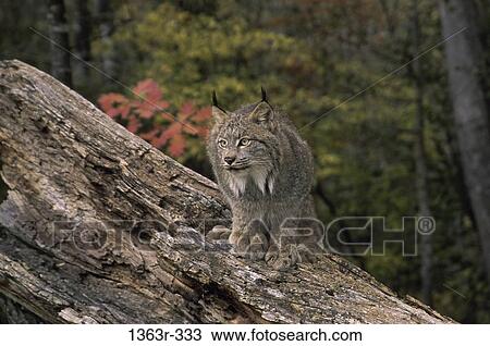 Lynx View Large Photo Image Stock Image - Lynx. Fotosearch