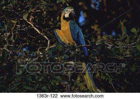Macaw View Large Photo Image Stock Image - Macaw. Fotosearch