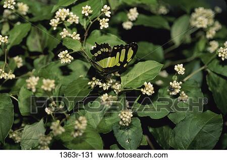 Stock Image - Malachite Butterfly. Fotosearch