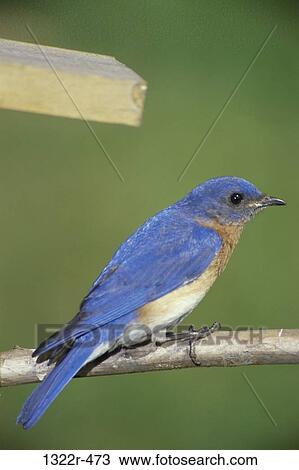 Male Eastern Bluebird View Large Photo Image Stock Image - Male Eastern Bluebird. Fotosearch