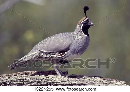 Male Gambel's Quail View Large Photo Image Stock Photography - Male Gambel's Quail. Fotosearch