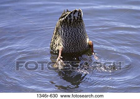 Stock Image - Mallard. Fotosearch