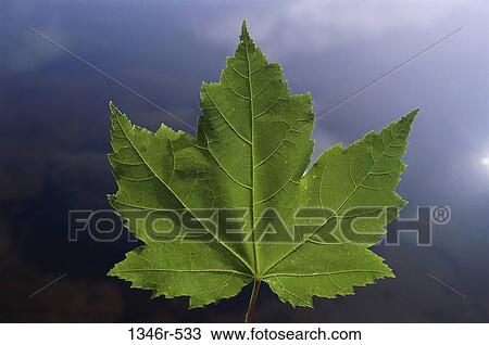 Stock Image - Maple. Fotosearch