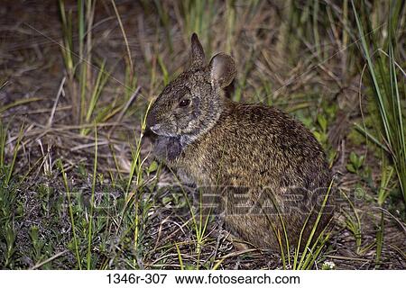 Stock Photo - Marsh Rabbit. Fotosearch