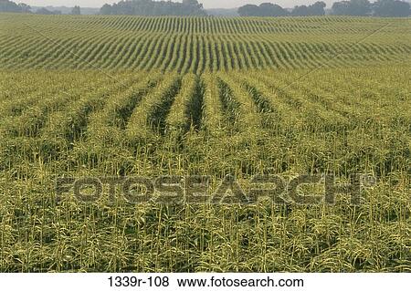 Stock Photo - Maryland, USA. Fotosearch