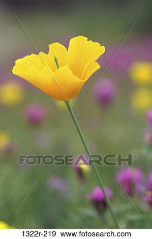 Mexican Golden Poppy View Large Photo Image Stock Photo - Mexican Golden Poppy. Fotosearch