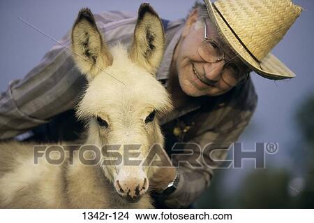 Picture - Miniature Donkey. Fotosearch