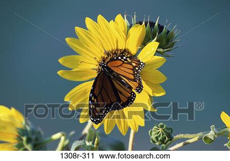 Monarch Butterfly View Large Photo Image Stock Image - Monarch Butterfly. Fotosearch