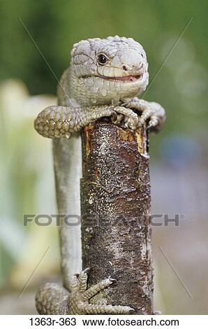Stock Image - Monkey-tailed Skink. Fotosearch