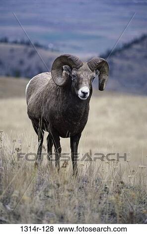 Montain Sheep, Montana, USA View Large Photo Image Stock Photo - Montain Sheep, Montana, USA. Fotosearch