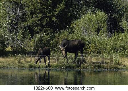 Moose View Large Photo Image Stock Image - Moose. Fotosearch