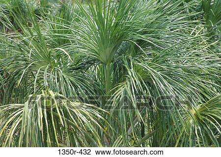 Moriche Palm Trees View Large Photo Image Stock Image - Moriche Palm Trees. Fotosearch