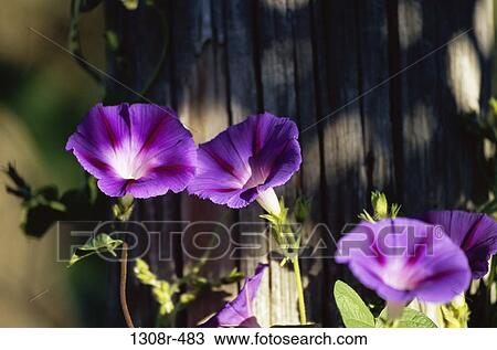 Morning Glories View Large Photo Image Stock Image - Morning Glories. Fotosearch