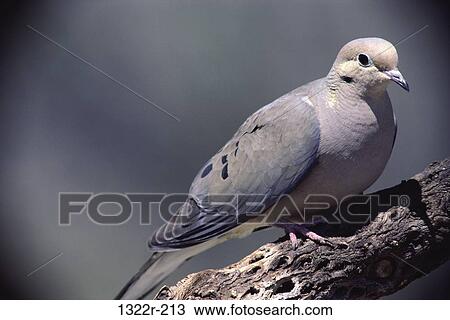 Mourning Dove View Large Photo Image Stock Image - Mourning Dove. Fotosearch