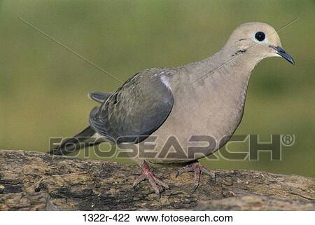 Mourning Dove View Large Photo Image Stock Image - Mourning Dove. Fotosearch