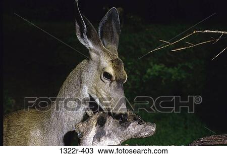Mule Deer View Large Photo Image Stock Image - Mule Deer. Fotosearch
