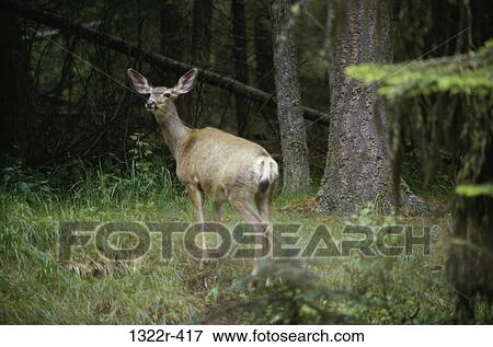 Mule Deer View Large Photo Image Stock Photo - Mule Deer. Fotosearch