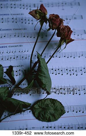 Stock Image - music, flowers, dried, arts, notes, roses, still life. Fotosearch
