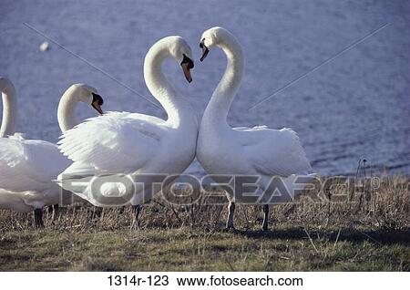 Mute Swans View Large Photo Image Stock Image - Mute Swans. Fotosearch