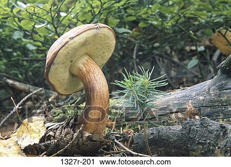 nature, cap, growth, stalk, growing, grow View Large Photo Image Stock Image - nature, cap, growth, stalk, growing, grow. Fotosearch