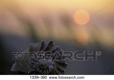 Stock Image - Nautilus. Fotosearch