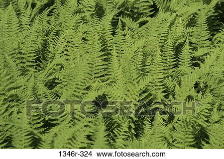 New York Fern View Large Photo Image Picture - New York Fern. Fotosearch