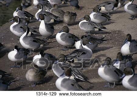 Northerm Pintails View Large Photo Image Stock Photo - Northerm Pintails. Fotosearch