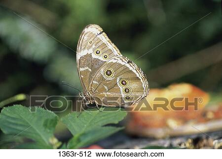 Northern Pearly-eyed Butterfly View Large Photo Image Stock Image - Northern Pearly-eyed Butterfly. Fotosearch