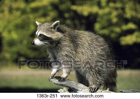Northern Raccoon View Large Photo Image Stock Image - Northern Raccoon. Fotosearch
