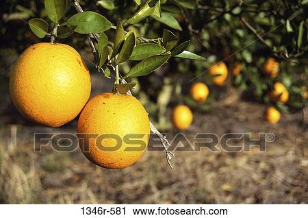 Orange Tree View Large Photo Image Stock Image - Orange Tree. Fotosearch