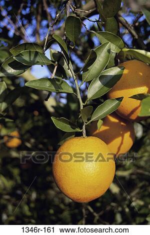 Stock Image - Oranges. Fotosearch