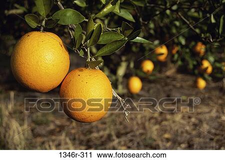 Oranges View Large Photo Image Stock Image - Oranges. Fotosearch